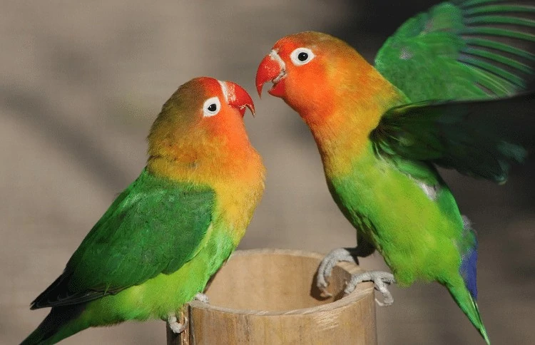 Pasangan Lovebird yang Baru Berjodoh