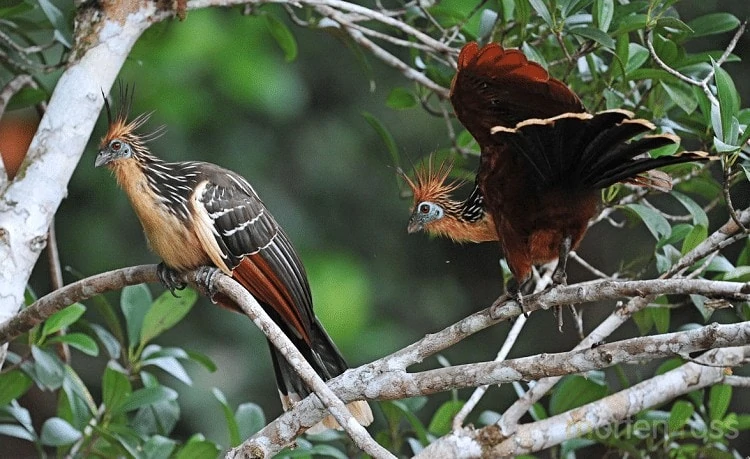 Daerah Persebaran Burung Hoatzin
