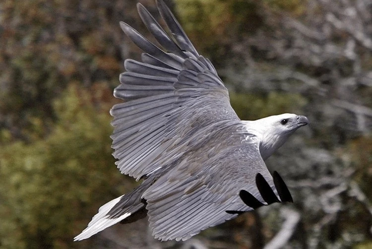 Habitat Burung Elang Laut Perut Putih