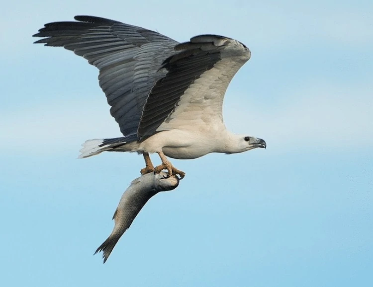 Karakteristik Burung Elang Laut Perut Putih, White Bellied Sea Eagle