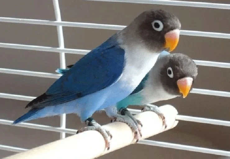 Lovebird Pastel Biru