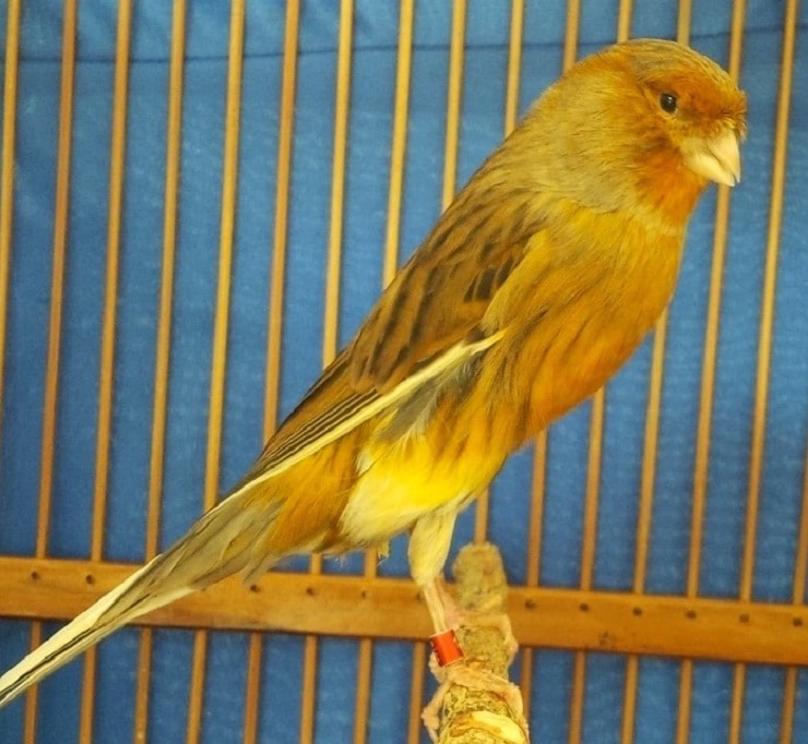 Mengenal 3 Jenis Burung Kenari Termahal Di Dunia