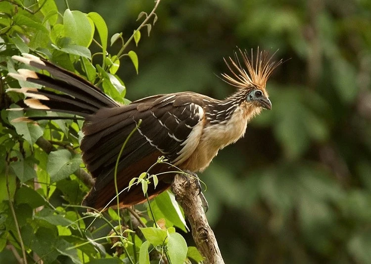 Mengetahui Ciri Khas Burung Hoatzin Si Pemakan Daun
