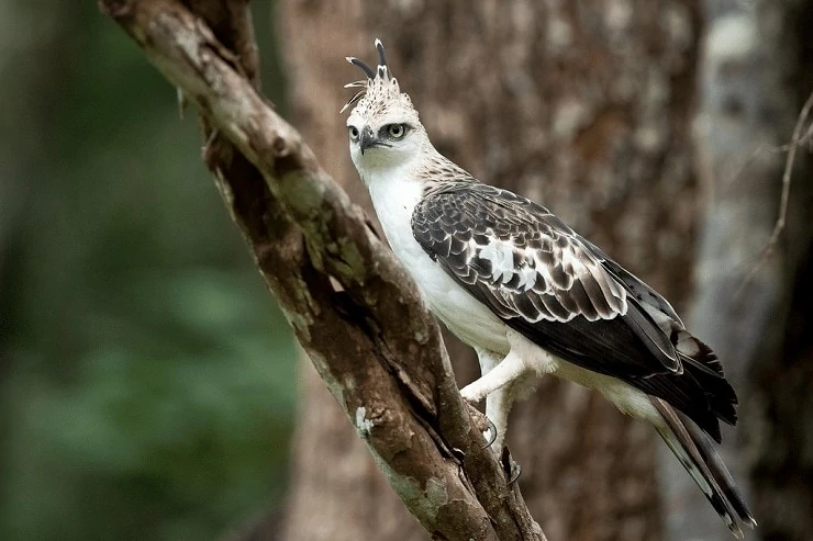 Mengetahui Jenis Burung Elang Brontok atau Changeable Hawk Eagle