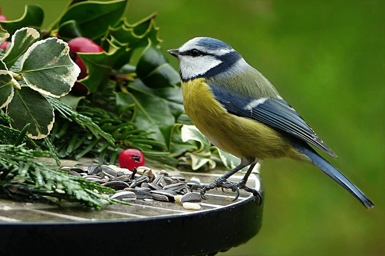 Mengetahui Penyakit Alergi Pada Burung Kicauan dan Pencegahannya