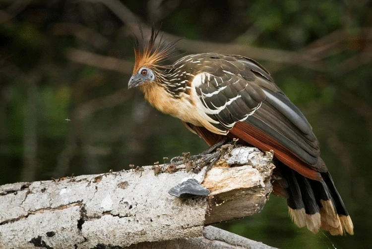 Mengetahui Perilaku Burung Hoatzin Pada Saat Di Habitatnya
