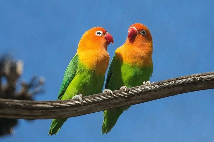 Tips Paling Mudah Mengatasi Lovebird Menggigit Kuku