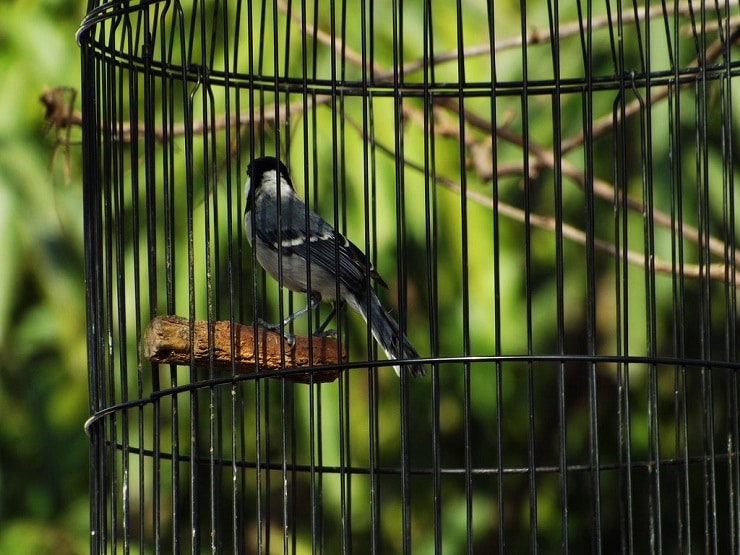 Mengetahui Metode Paling Efektif Mengganti Sangkar Burung