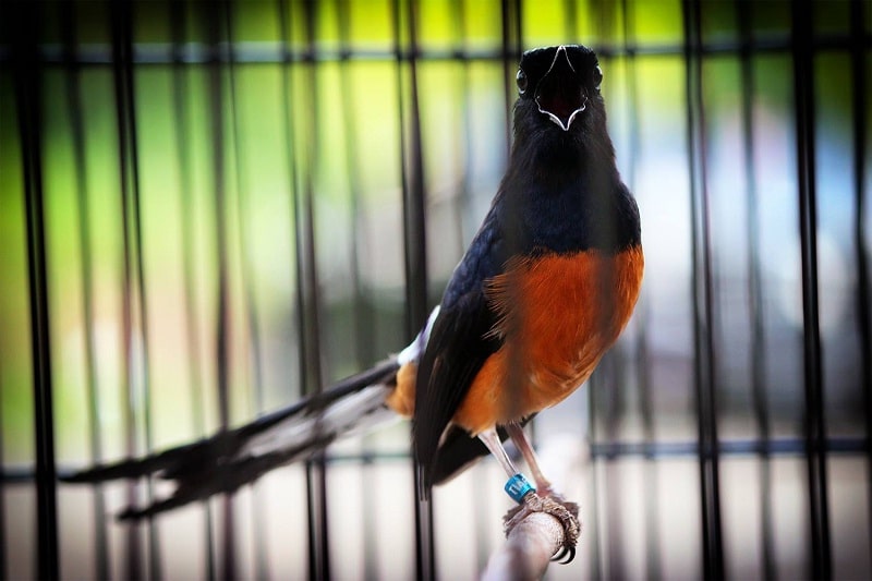 Cara Membuat Burung Peliharaan Anda Sehat Dan Bahagia Dengan Olahraga
