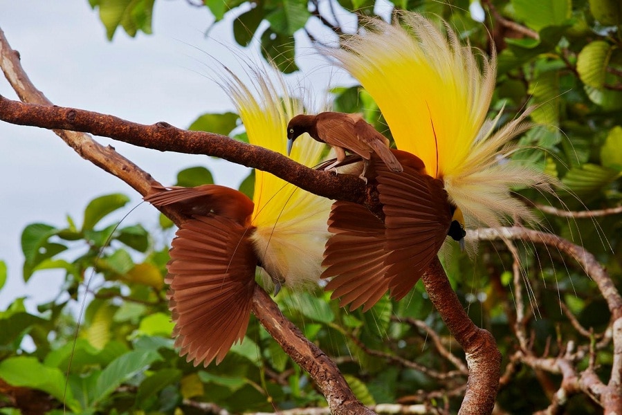 8 Fakta Burung Cendrawasih dengan Kecantikannya