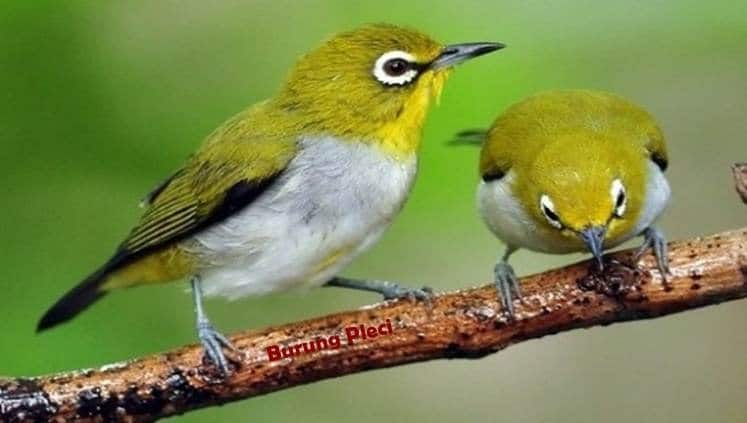 Ciri Fisik, Warna & Habitat Burung Jenis Pleci Yang Cantik