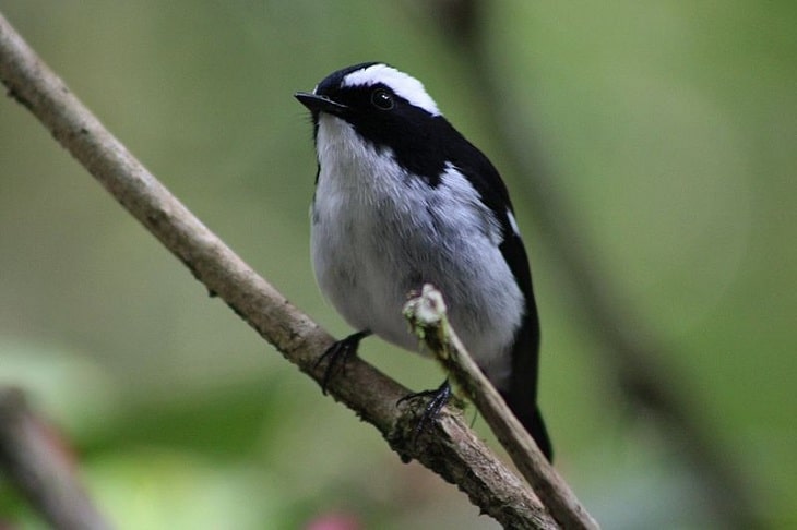 mengenal ciri khas burung sikatan belang dan habitatnya