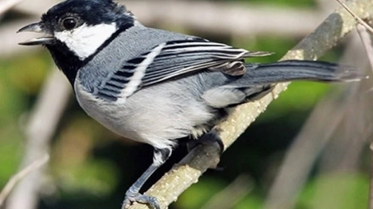 Mengenal Lebih Dekat Jenis Burung Glatik dan Habitatnya
