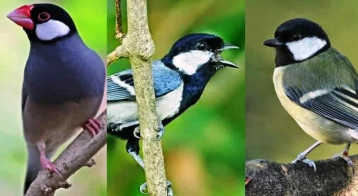 Fakta Unik Burung Gelatik Alasan Disukai Pecinta Burung Kicauan