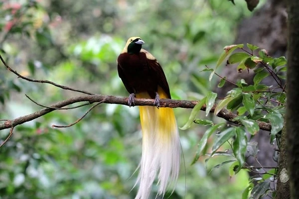 Burung Astrapia Arfak Burung Unik yang Berasal Dari Papua