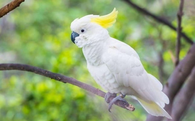 Fakta Menarik Kakatua Jambul Kuning, Burung Penuh Talenta