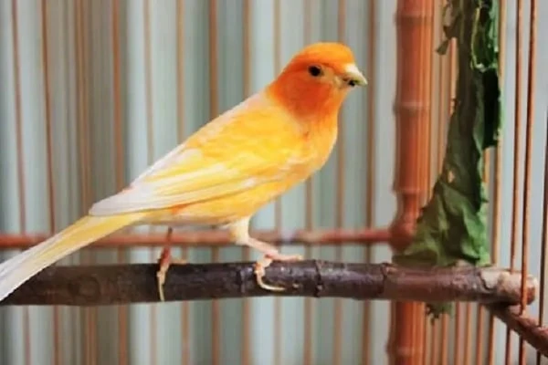 Mengenal Jenis Penyakit Burung Kenari dan Cara Mengatasinya