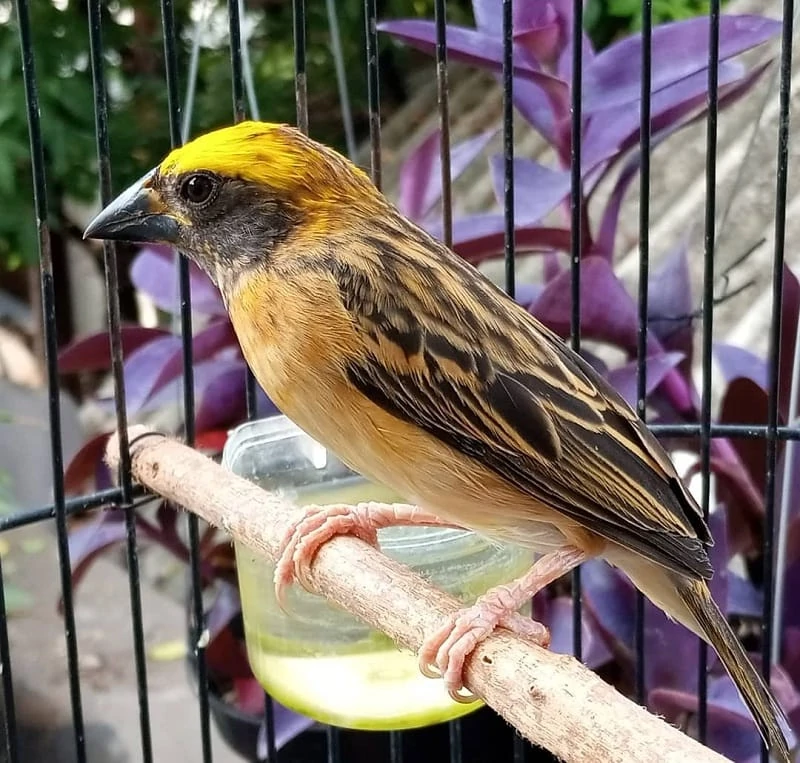 Mengenal Karkteristik Burung Manyar Emas Jantan dan Betina
