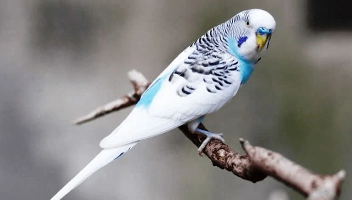Karakteristik Burung Parkit Holland Yang Menarik Untuk Diketahui