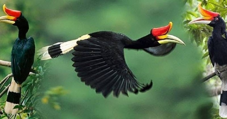 Fakta Menarik Burung Enggang, Simbol Pemimpin Suku Dayak