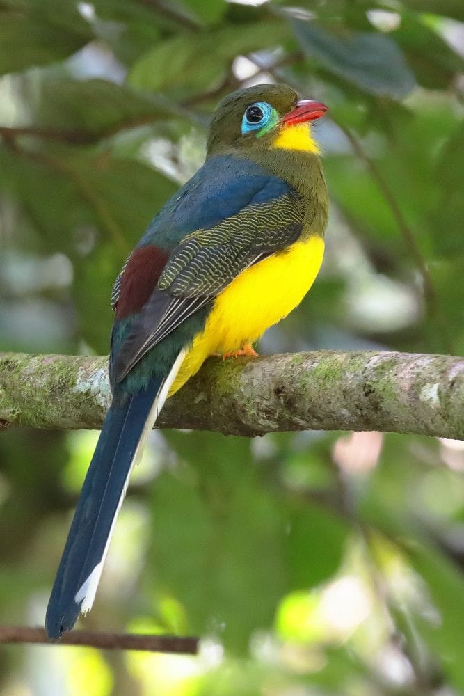Burung Luntur Sumatera