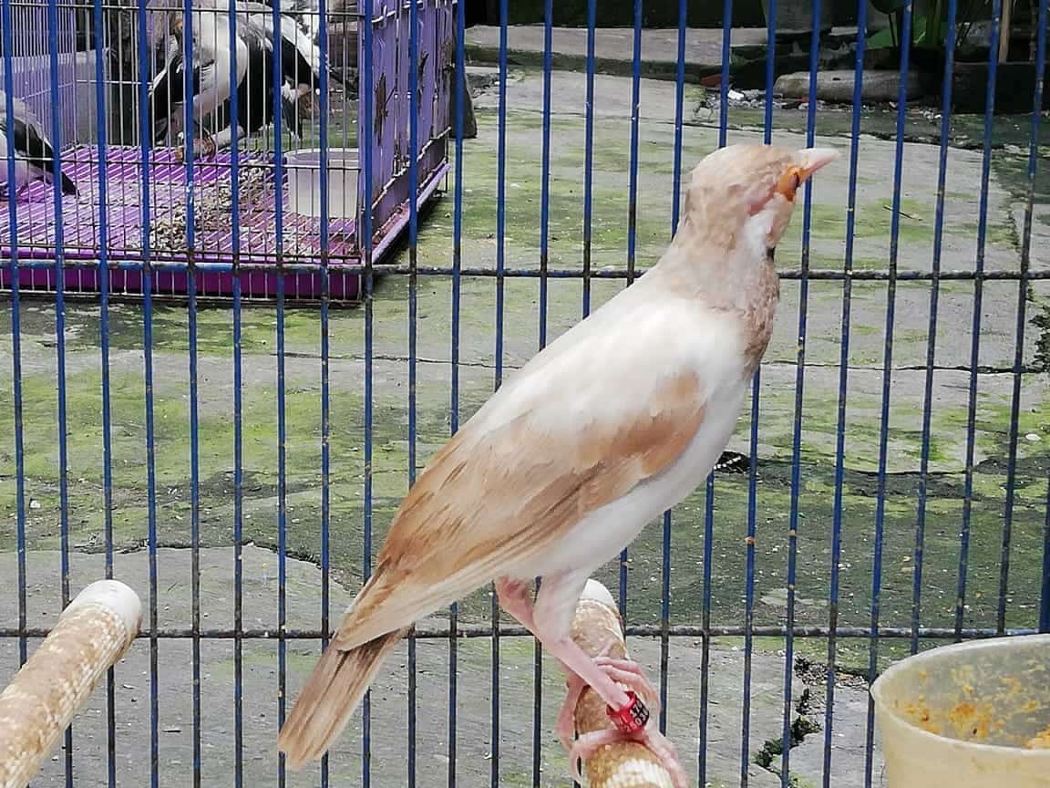 jalak-suren-albino-1628591