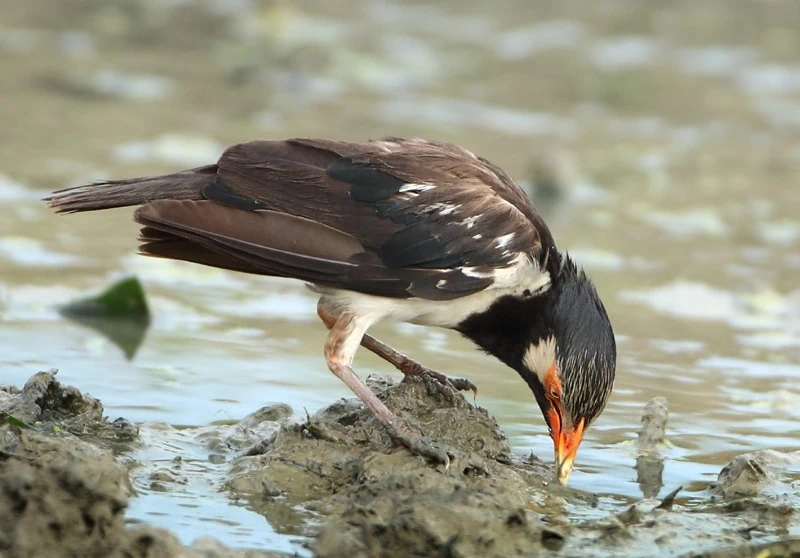 Cara Menjinakkan Burung Jalak Suren Malaysia