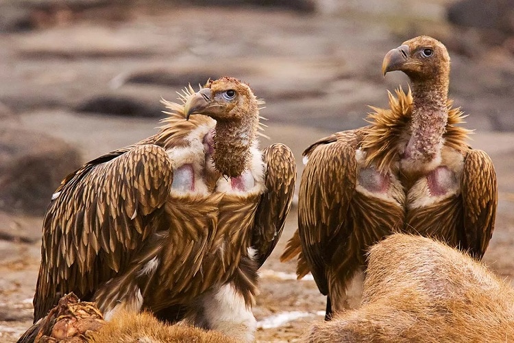 Burung Himalayan Vulture