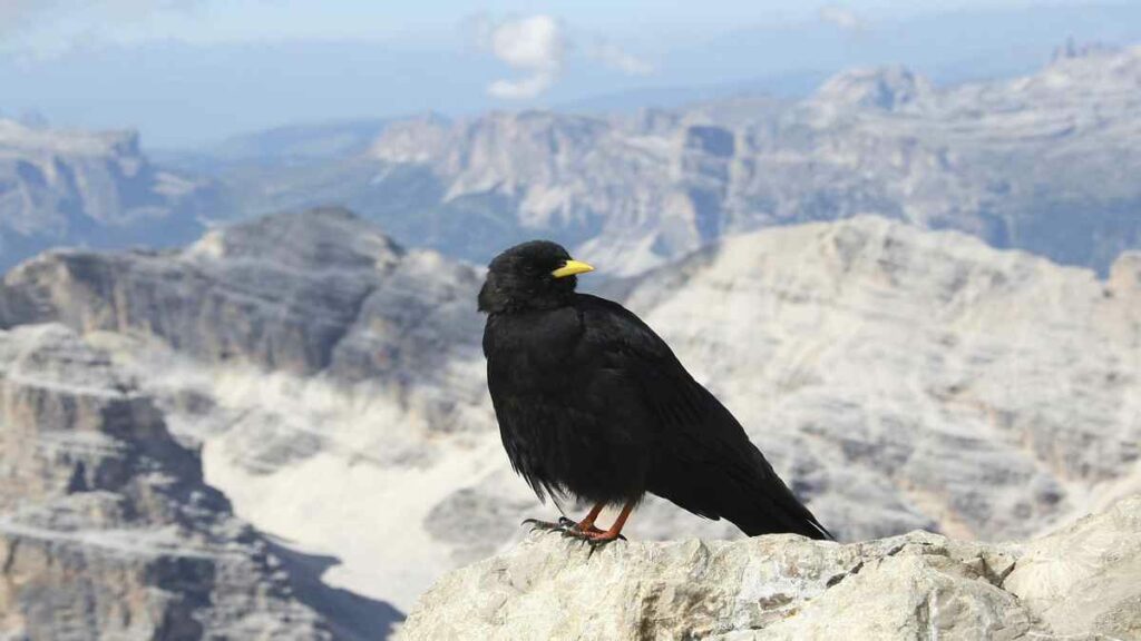 Mengenal Burung Alpine yang Bisa Terbang 6 Bulan Tanpa Henti