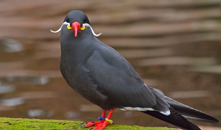 Burung Camar Inca