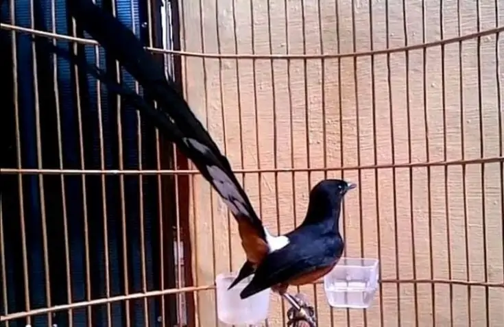 Burung Murai Batu Bahorok