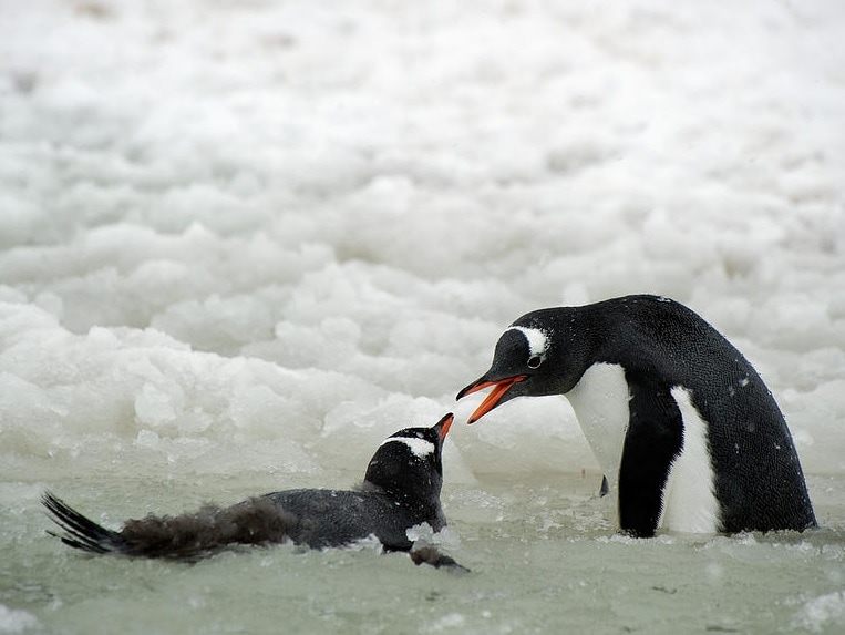 Burung Penguin Gentoo