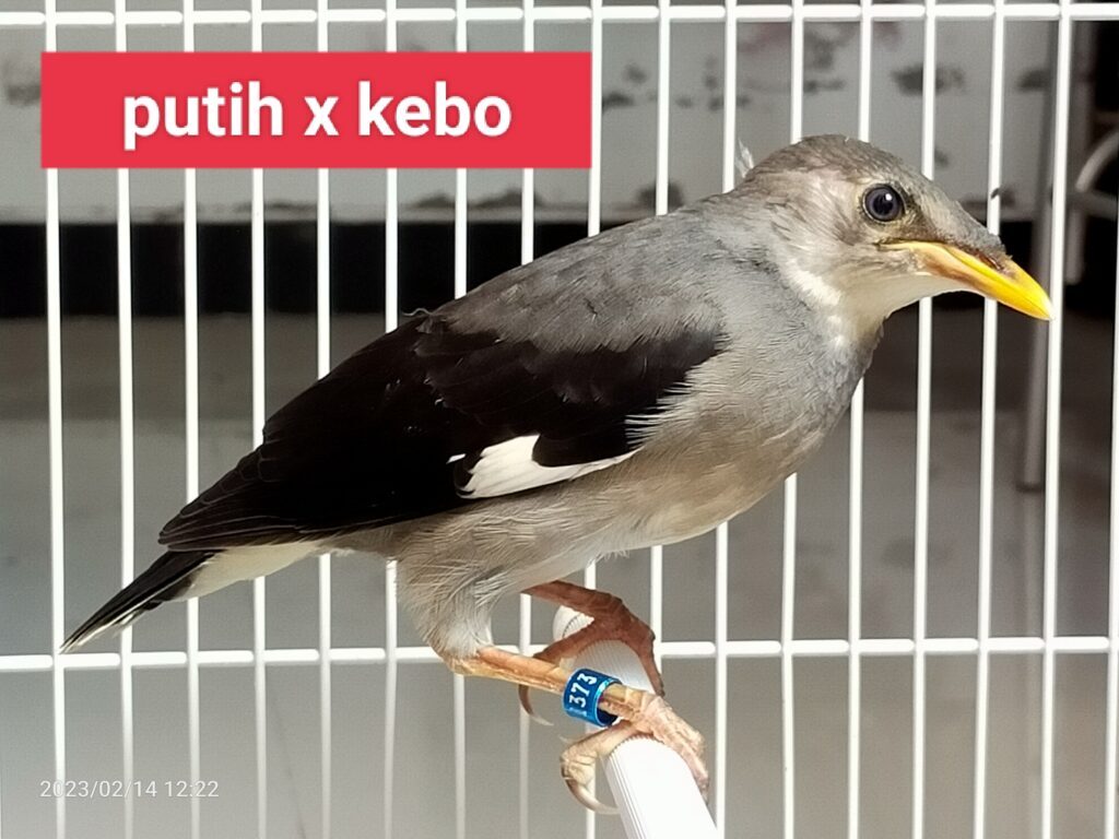 img_20230403_135529-1024x768-6965499