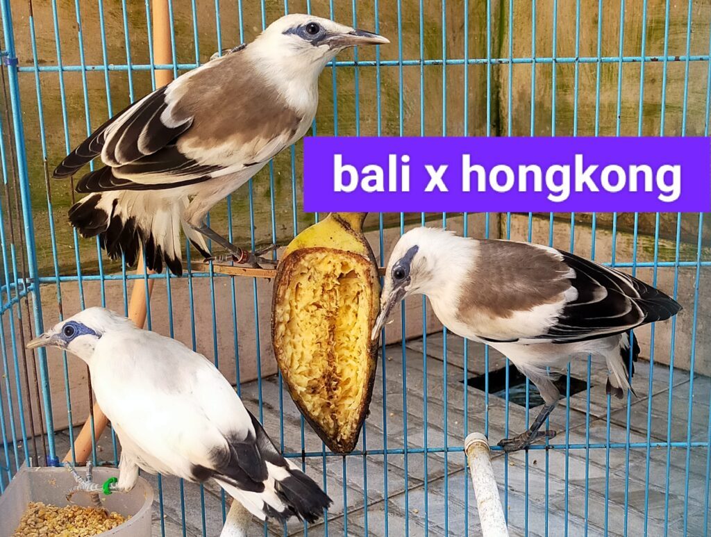 img_20230409_151806-1024x773-3507029