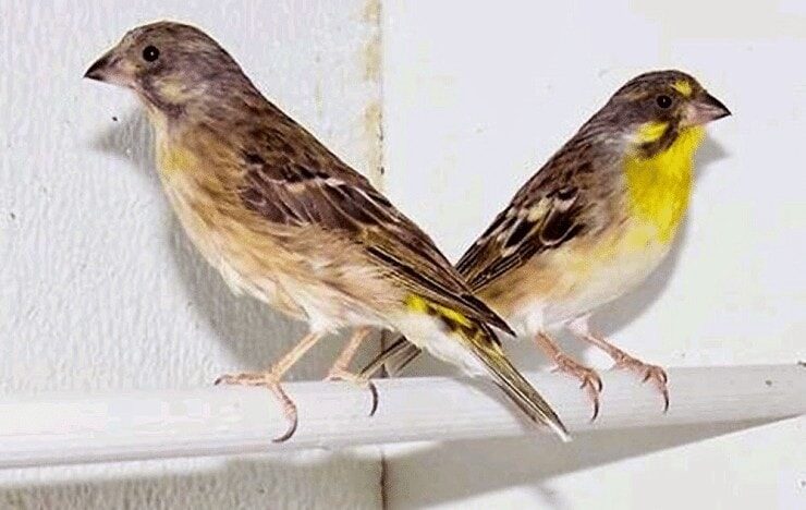 ciri-khas-blackthorat-jantan-dan-betina-dewasa-serta-anakan-7922730