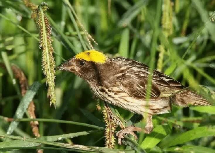 jenis-makanan-burung-manyar-1762248