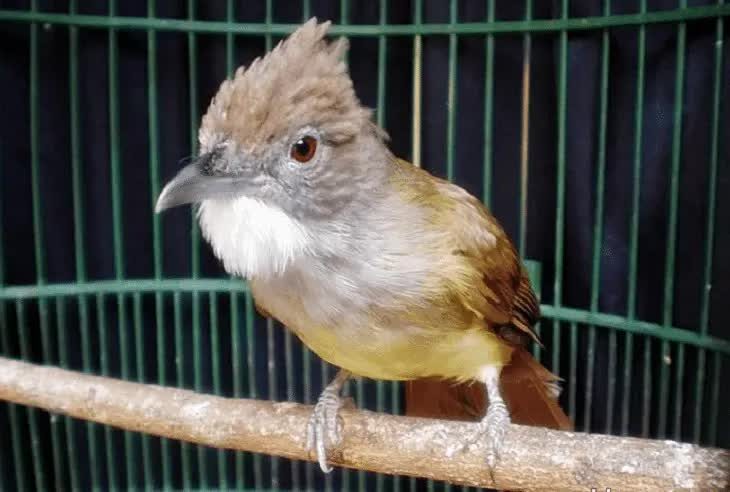 perawatan-cucak-jenggot-betina-setelah-bertelur-8443936