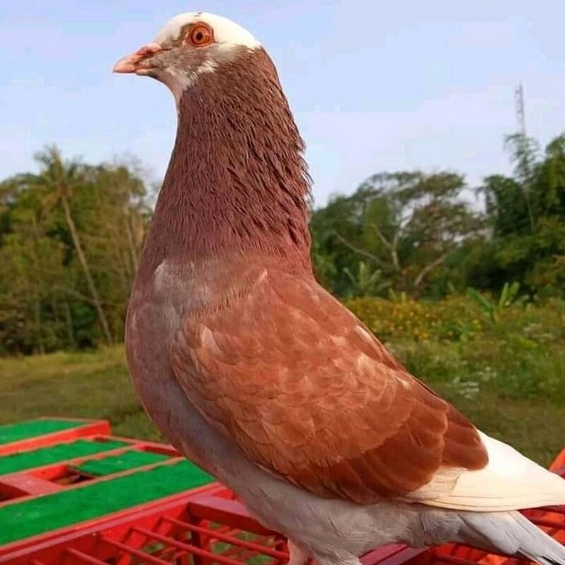 3-racikan-jamu-merpati-balap-tradisional-untuk-menambah-stamina-1276624