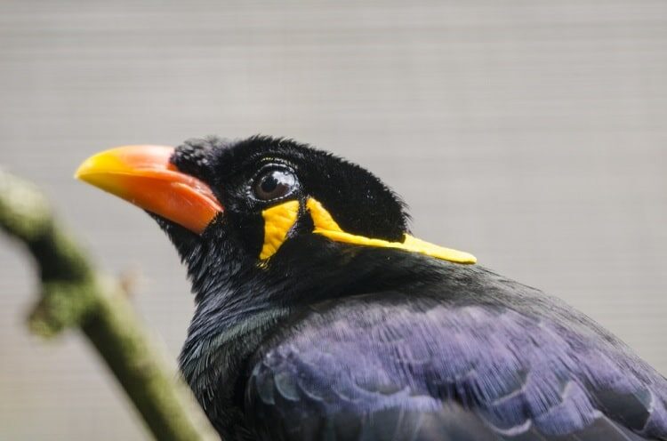 ciri-burung-beo-betina-dewasa-2818438