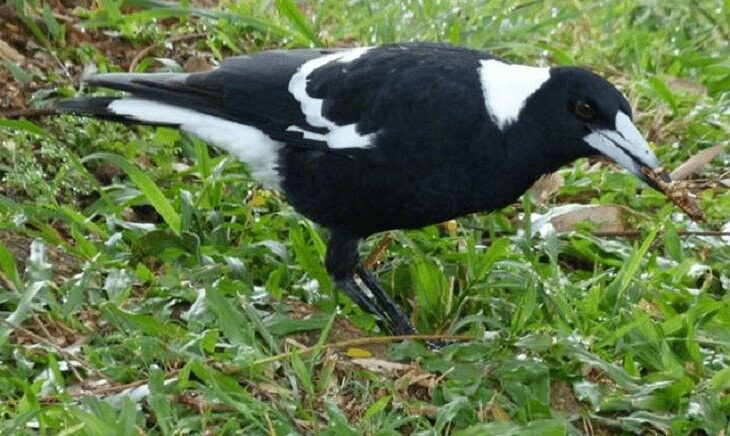 keunikan-burung-jagal-papua-1865512