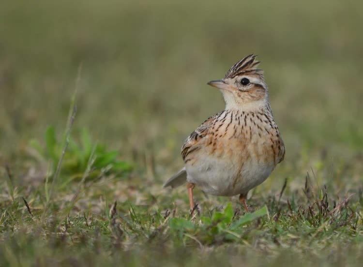mengenal-4-spesies-burung-sanma-dan-ciri-fisiknya-lengkap-5898353