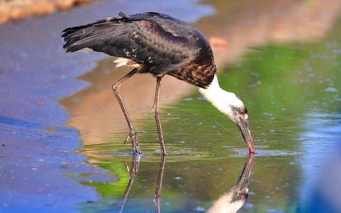 mengenal-bangau-sandang-lawe-ciconia-episcopus-pemakan-ikan-4758857