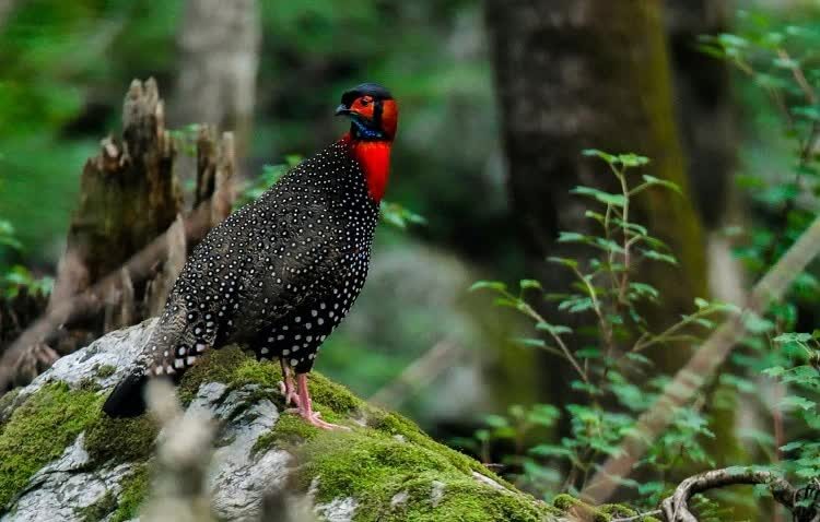 mengenal-tragopan-barat-bertanduk-burung-pesolek-dan-pemalu-7258337