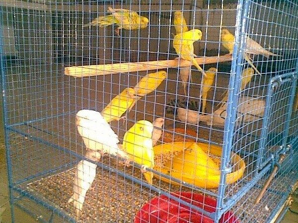 model-dan-tipe-kandang-burung-parkit-yang-ideal-5074918