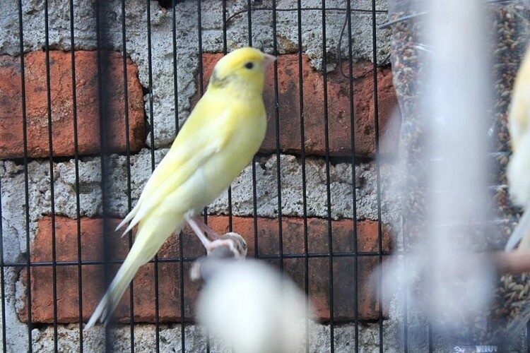 burung-kenari-af-7475632