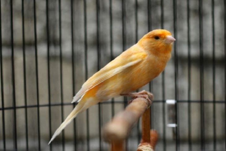 perbedaan-kenari-loper-dengan-kenari-af-dan-kenari-jenis-lainnya-3407668