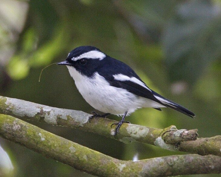 1-mengenal-ciri-khas-burung-sikatan-belang-dan-habitanya-2100874