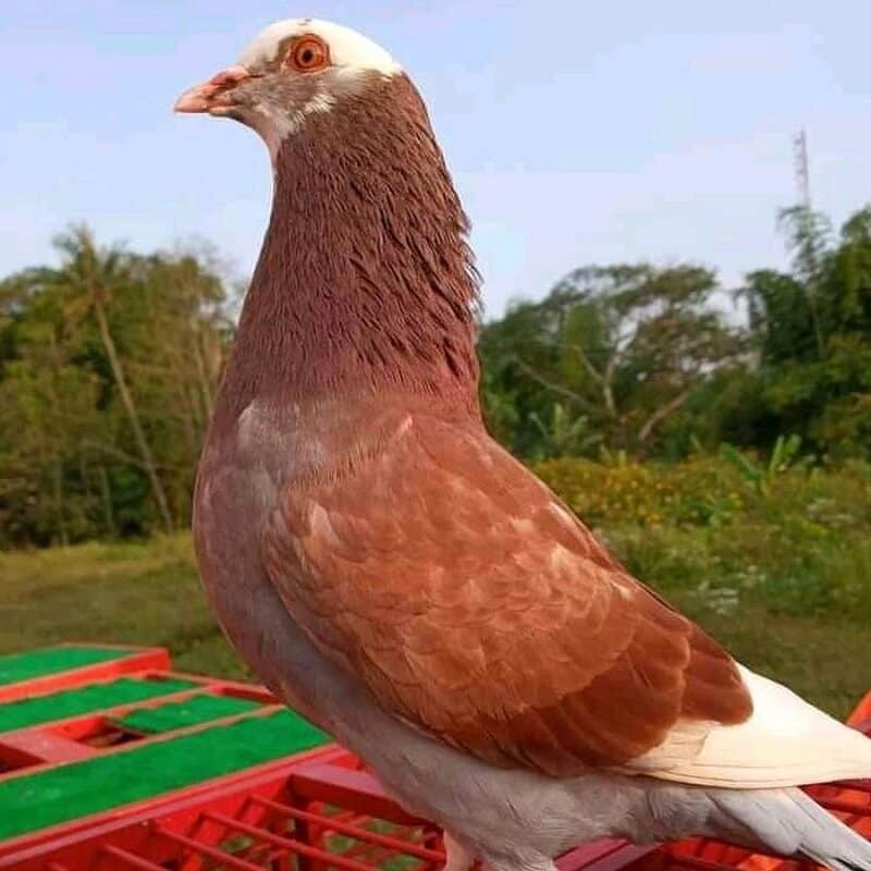 3-racikan-jamu-merpati-balap-tradisional-untuk-menambah-stamina-1404531