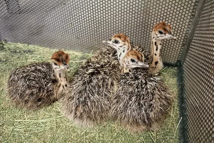 anakan-burung-unta-1228818