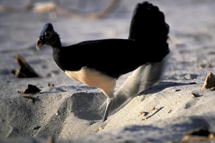 beginilah-pola-hidup-burung-maleo-di-habitat-aslinya-2721205